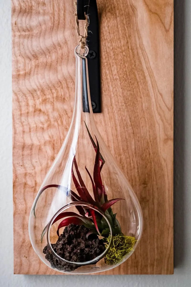 DIY air plant holder wall hanging made from wood