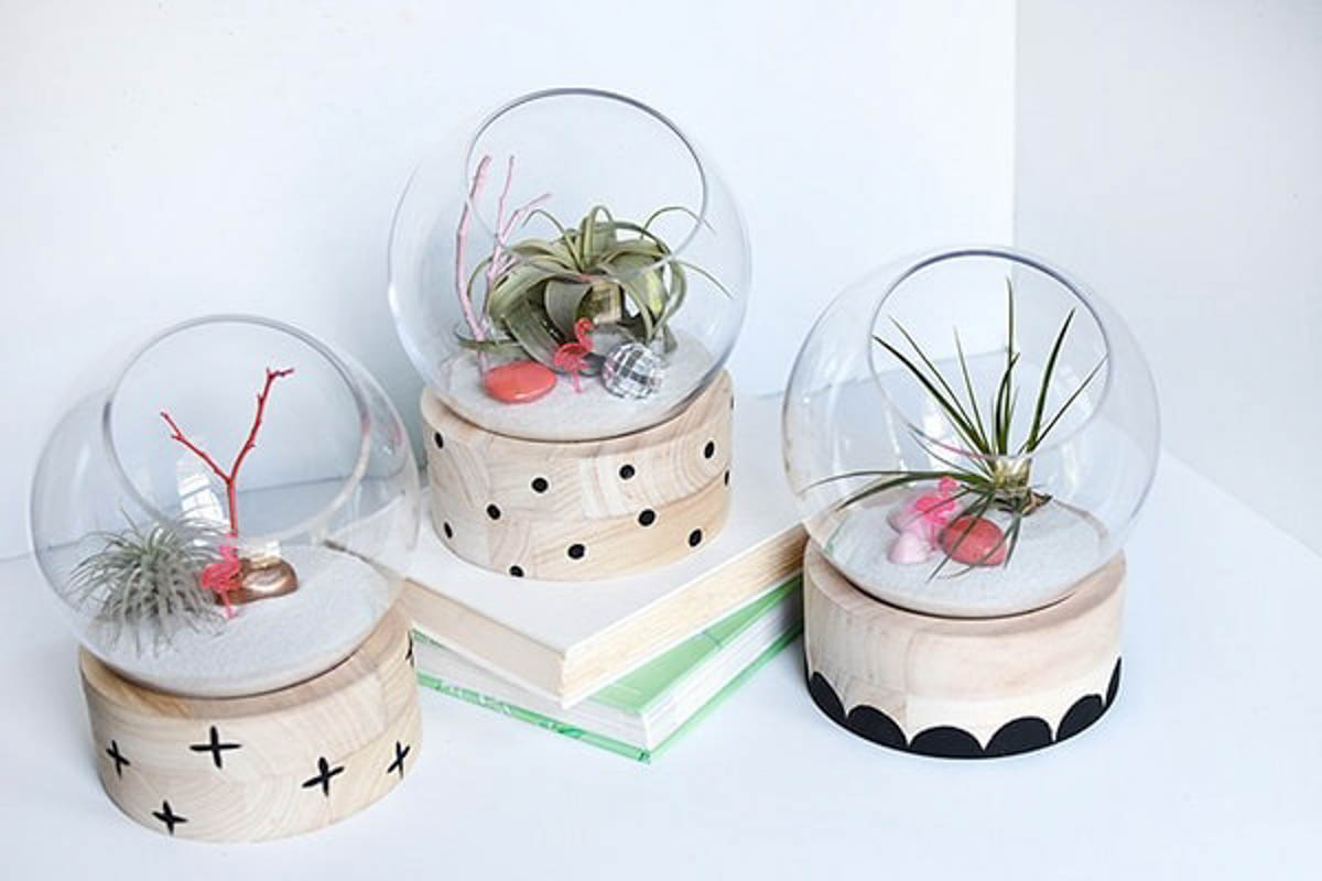 Three terrariums with wooden bases