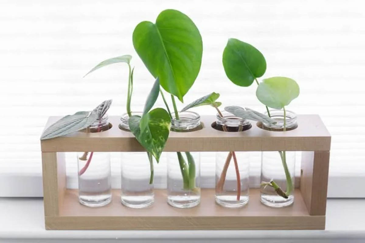 DIY propagation station with five bottles