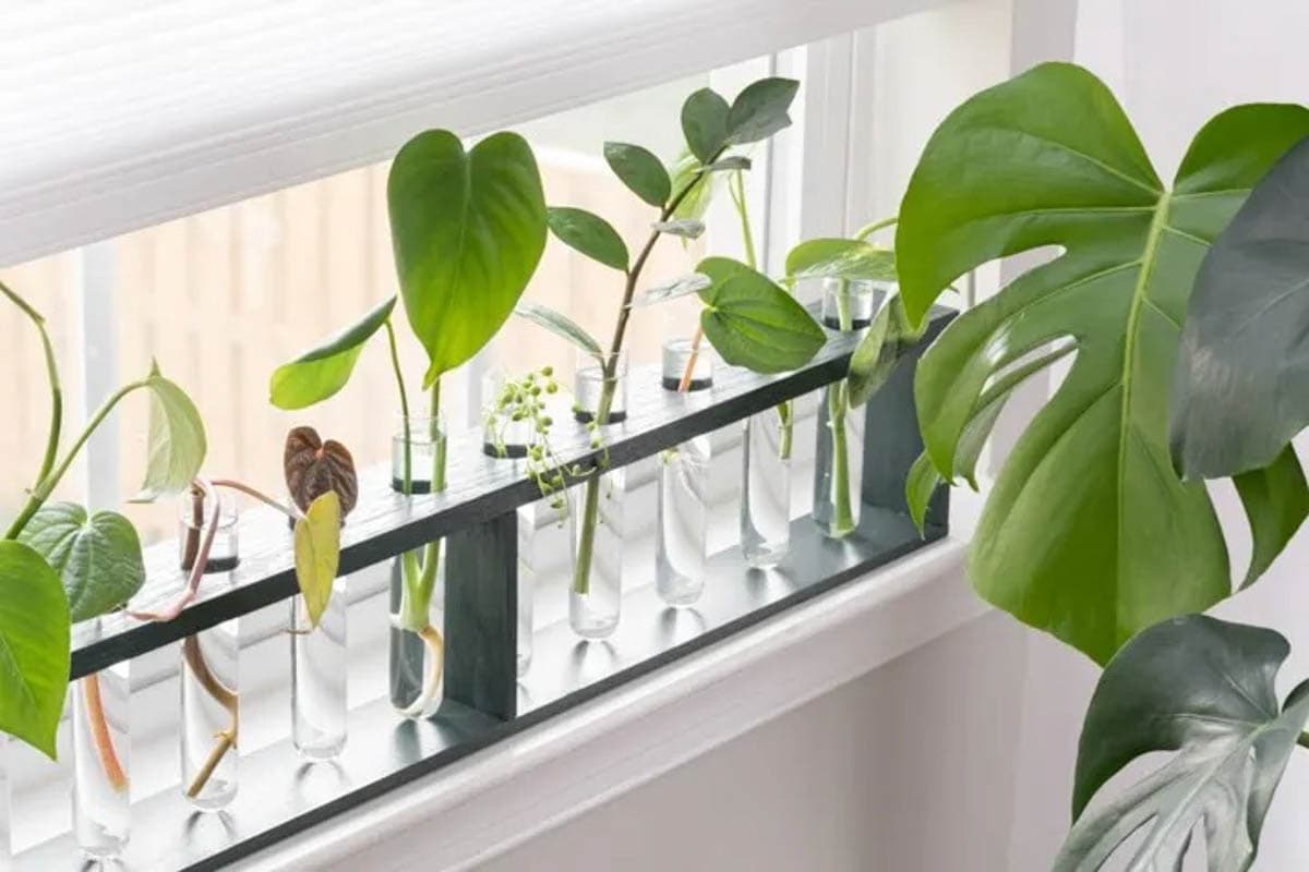 Test tube propagation station as a DIY gift for plant lovers